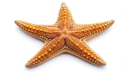 Starfish on White Background