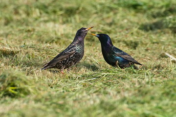 Stare bei der Futtersuche auf einer Wiese	