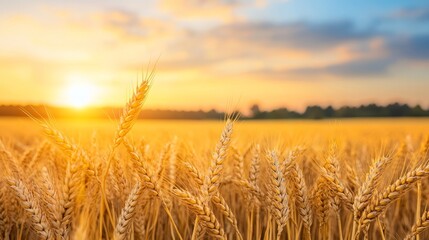 Naklejka premium Golden Wheat Sunset Landscape - Serene sunset over a ripe golden wheat field, symbolizing harvest, abundance, nature's bounty, rural life, and tranquility