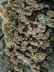 Beautiful background of wood mushrooms