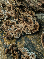 The texture of rotting wood