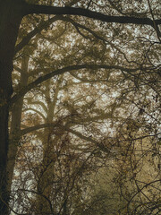 Gloomy foggy autumn forest