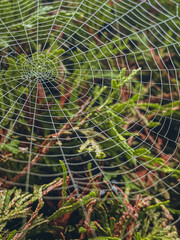 spider web with dew drops