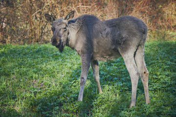 Elk walks through the forest in spring, close-up. Wild animals in nature