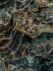 Beautiful texture of wood mushrooms
