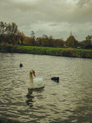 swan on the lake. Vintage effects 