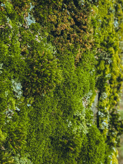 green moss on the wall