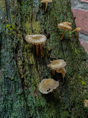 mushrooms on a tree