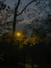 Lantern light through autumn leaves