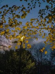 Beautiful background. Lantern light through autumn leaves