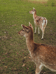 young deer in the park