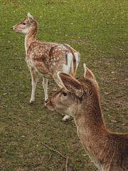 deer in the grass