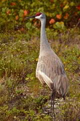 sand hill crane bird natural scenery backdrop