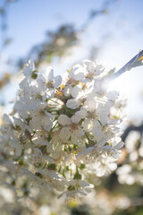 cherry tree flowers