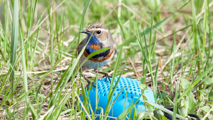 easter egg in the grass