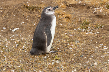 A pair of Magellanic penguins care for their fluffy chick near a burrow in a grassy habitat. The heartwarming scene captures wildlife, family bonds, and nature’s beauty in a remote coastal environment