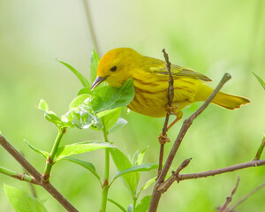 Yellow Warbler at Magee Marsh