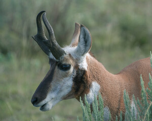 Pronghorn at Yellowstone