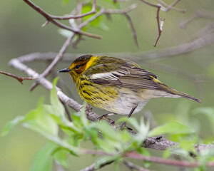 Cape May Warbler at Magee Marsh