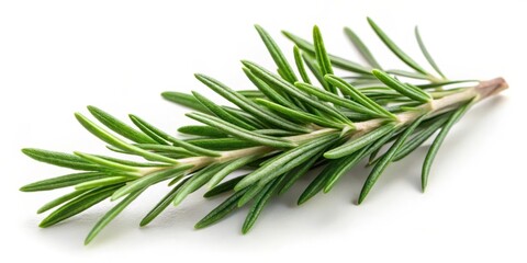 Fototapeta premium Rosemary Sprig on White Background