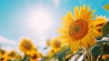 Obraz premium A stunning close-up of vibrant sunflowers basking in the sunlight