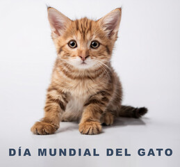 Dia mundial del gato con un adorable cachorro de gato atigrado sentado y mirando de frente sobre fondo blanco