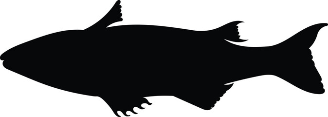 Silhouette sand bass fish isolated on white background, vector illustration