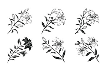 Lily (Lilium spp.) silhouette vector illustration
