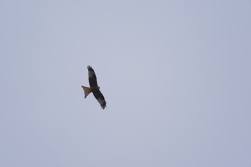 Looking up to red kite bird circling up in the sky at the Airport Zürich Kloten on a gray winter...