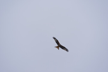 Looking up to red kite bird circling up in the sky at the Airport Zürich Kloten on a gray winter day. Photo taken February 17th, 2025, Zurich Kloten, Switzerland.