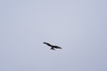 Looking up to red kite bird circling up in the sky at the Airport Zürich Kloten on a gray winter day. Photo taken February 17th, 2025, Zurich Kloten, Switzerland.