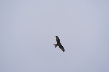 Looking up to red kite bird circling up in the sky at the Airport Z&uuml;rich Kloten on a gray winter day. Photo taken February 17th, 2025, Zurich Kloten, Switzerland.