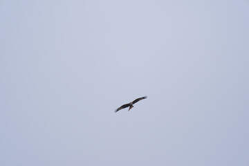 Looking up to red kite bird circling up in the sky at the Airport Zürich Kloten on a gray winter day. Photo taken February 17th, 2025, Zurich Kloten, Switzerland.