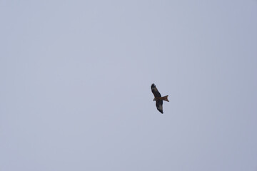Looking up to red kite bird circling up in the sky at the Airport Z&uuml;rich Kloten on a gray winter day. Photo taken February 17th, 2025, Zurich Kloten, Switzerland.