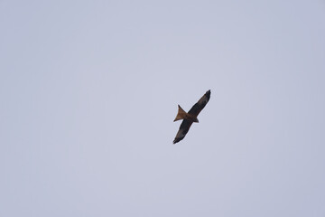 Looking up to red kite bird circling up in the sky at the Airport Zürich Kloten on a gray winter...