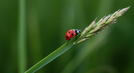 Obraz premium Ladybug on grass blade with green background in nature macro
