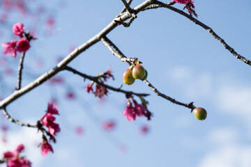 The taiwan cherry (prunus campanulata) fruits.