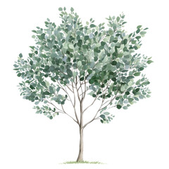 Obraz premium a green eucalyptus tree clipart, botanical element, soft green leaves and gray bark, isolated on white background