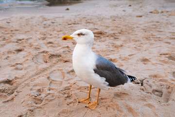 Seagull on the Sand – Algarve, Portugal