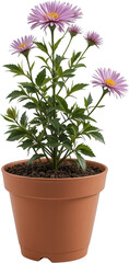 Fototapeta premium Potted Pink Aster Flowers Blooming Spring Plant in Terracotta Pot Home Gardening