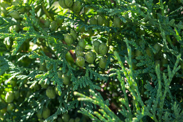 Green thuja cones and leaves