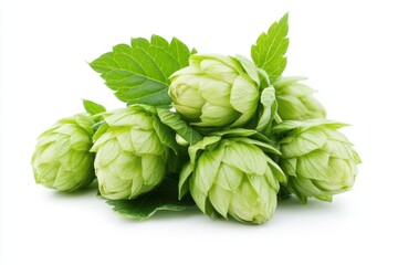 Obraz premium Fresh hops displayed on a rustic wooden table showcasing their vibrant green color and unique cone shape