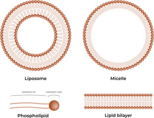 Liposomes and Micelles Design Vector Illustration