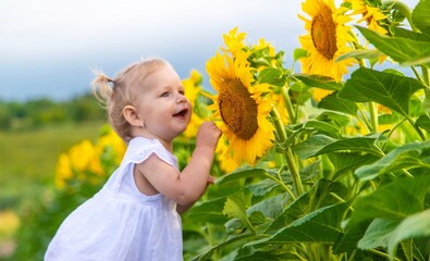 A little girl looks at sunflower flowers