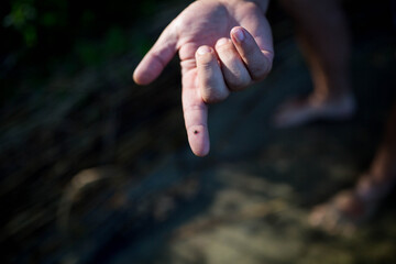 Kleszcz, pasożyt spacerujący po męskiej dłoni. Choroba, borelioza, mężczyzna ma na palcu dorosłego osobnika kleszcza.