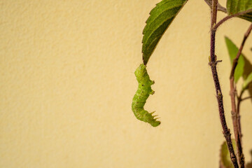 Selective focus on a large green caterpillar that is hanging under the leaves of philodendron mcdowell that have been damaged by eating. © DIPIKA