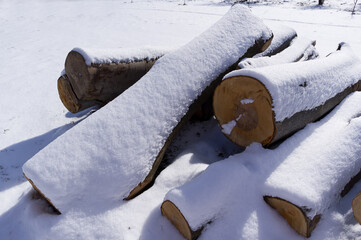 Snow-covered tree trunks called beech. A warehouse of material prepared for further processing.