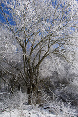 A close-up view of the crown of a tree covered in frost. Background for various uses.