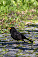 Common Blackbird (Turdus merula) in Dublin, Ireland. Commonly found in woodlands, parks, and gardens.