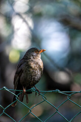 Common Blackbird (Turdus merula) in Dublin, Ireland. Commonly found in woodlands, parks, and gardens.